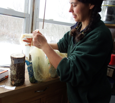 Bagging up mushroom logs