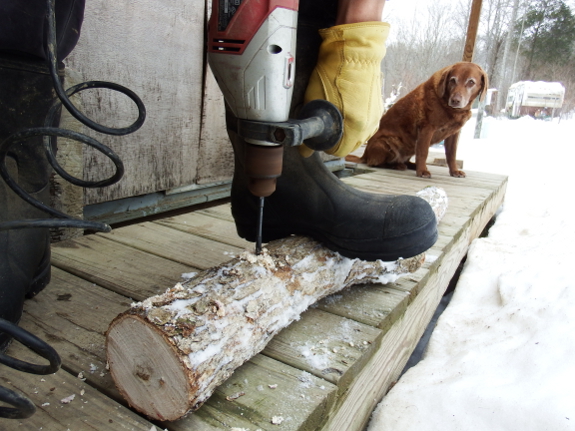 Lucy helping to drill holes in log