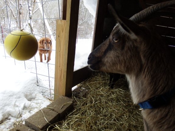 inside the goat barn