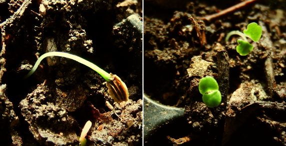 Herb seedlings