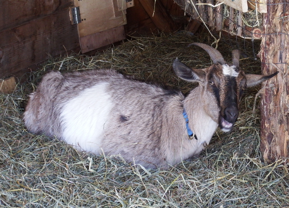 Goat chewing her cud