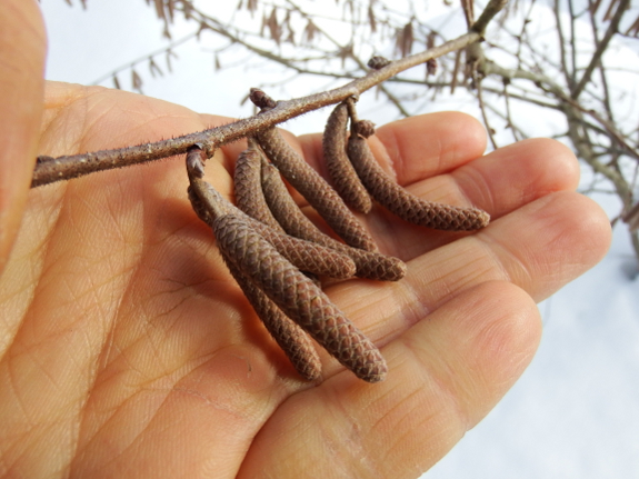 Hazel catkins