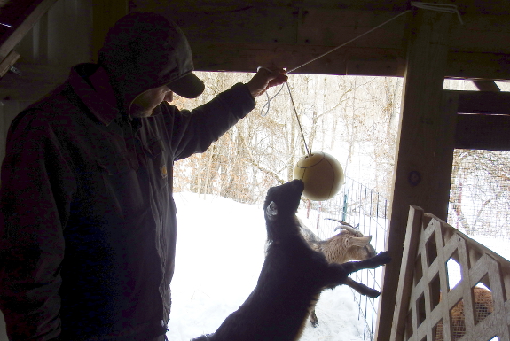 Playing with goats