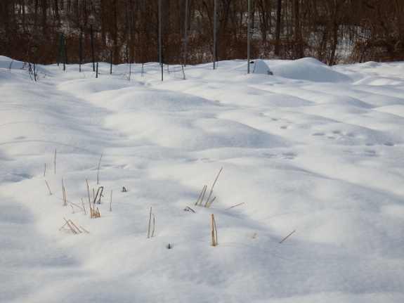 Snowy garden