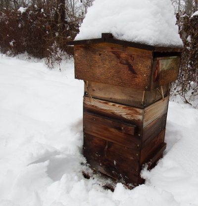 Brushing snow away from hive