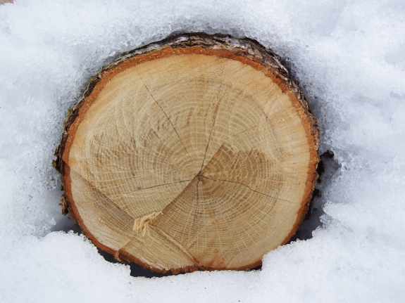 Log in the snow