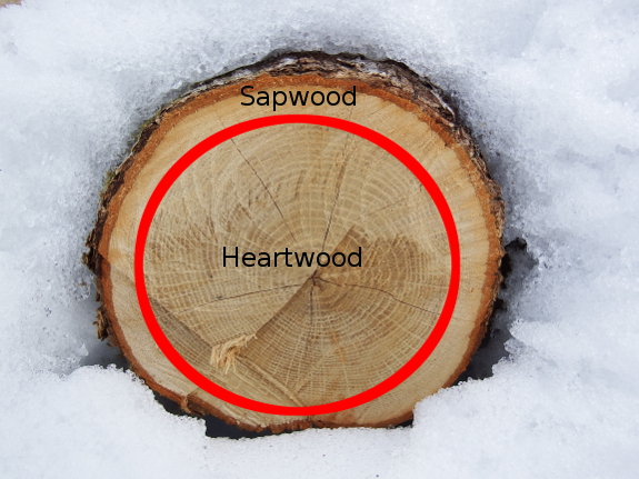 Sapwood versus heartwood