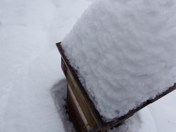 Snow-covered hive