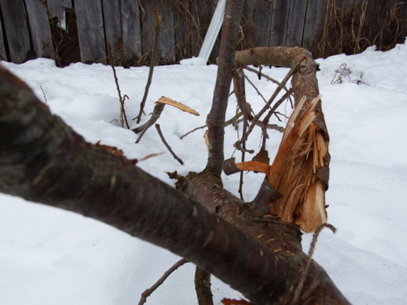 Splintered tree