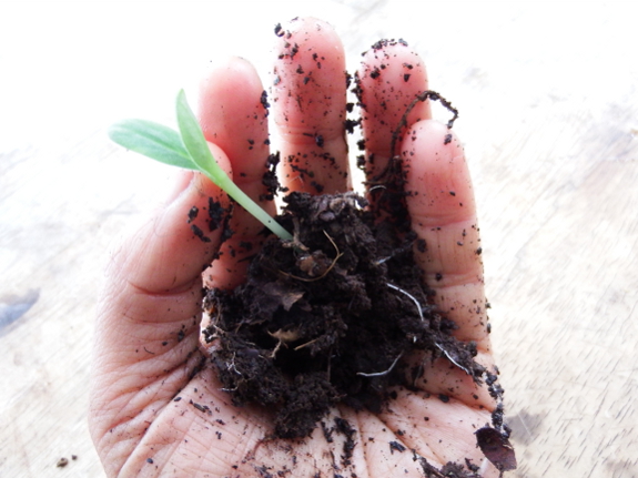 Borage seedling