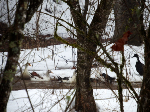 Ducks in snow melt