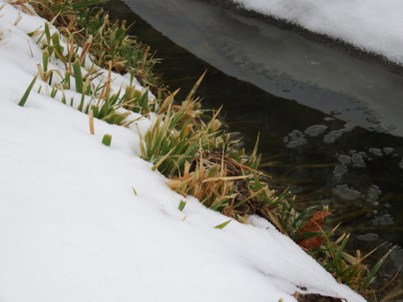 Oats through snow