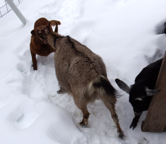 Goat-dog fight