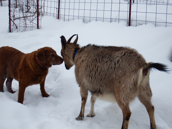 Goat-dog standoff
