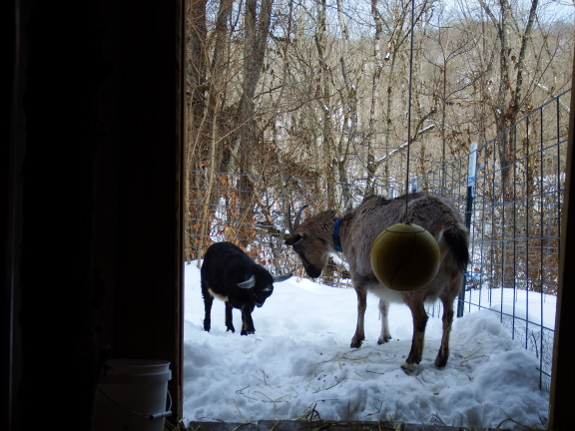 Goat standoff