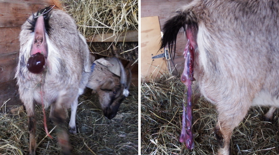 Goat passing placenta