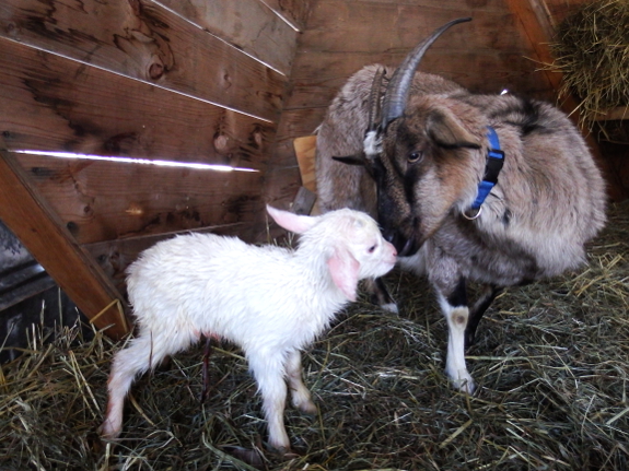 Mother goat and kid