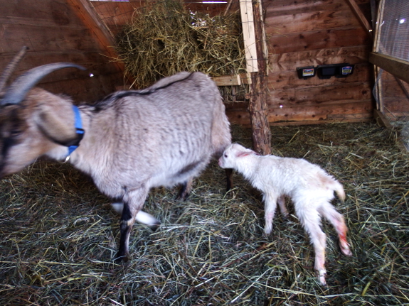 Mother goat avoids her baby