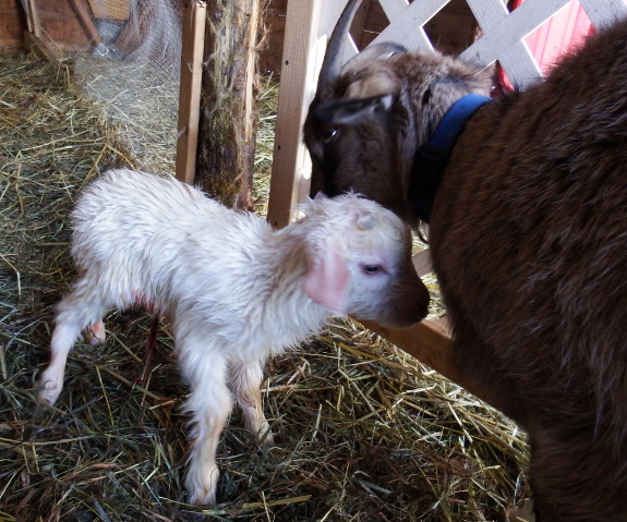 Newborn goat kid