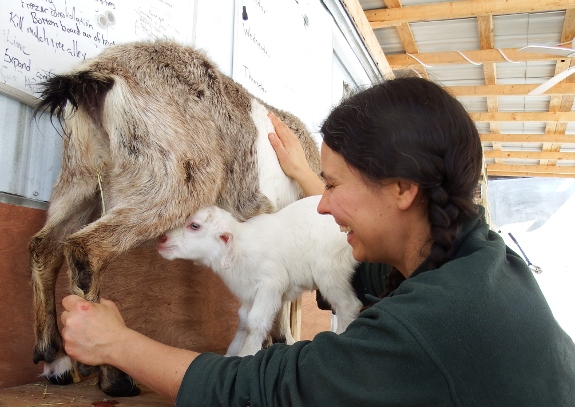 Anna milking goat for third time