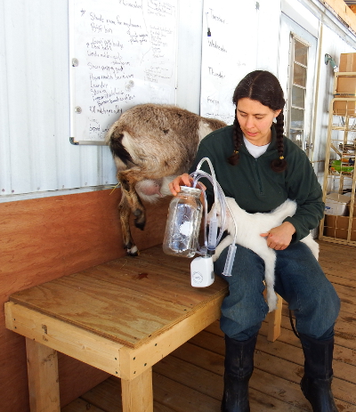 Milking a difficult goat