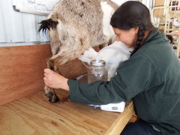 Milking with a machine and a kid