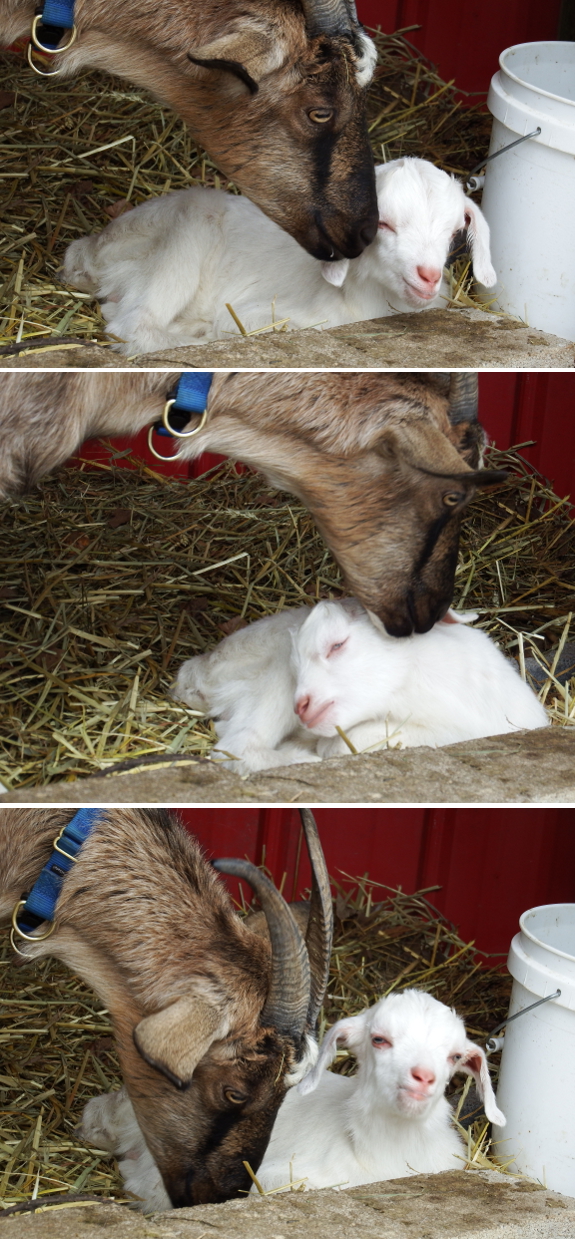 Mother goat nuzzling ears