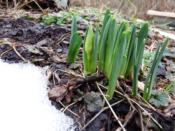 Emergeing daffodils