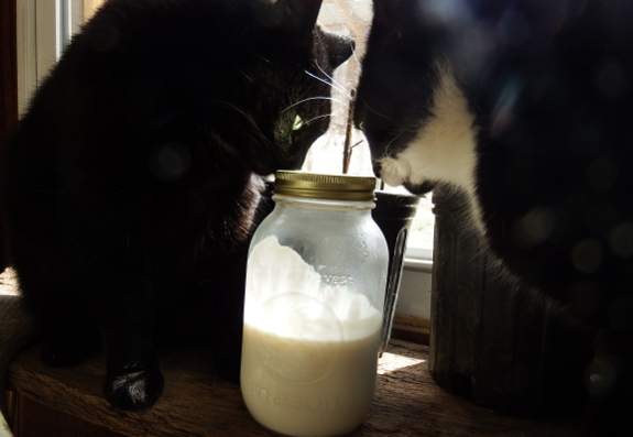 Cats examine milk