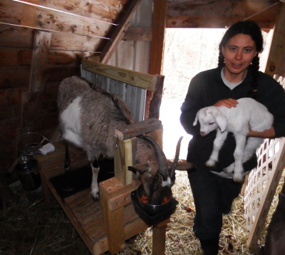 Milking a goat