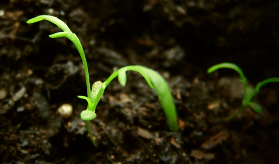 Chamomile seedlings