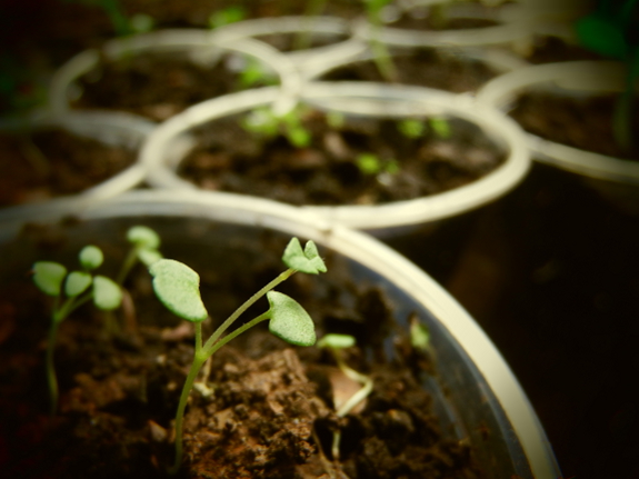 Seedling thyme