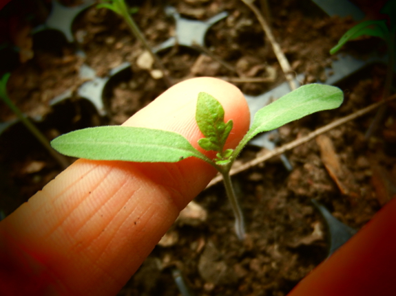 Tomato seedling