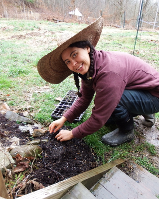 Transplanting in the rain