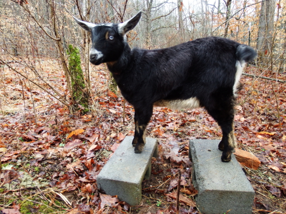 Goat on blocks