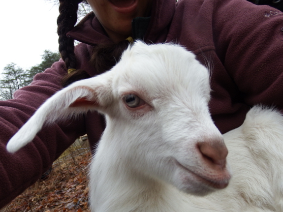 Lap goat