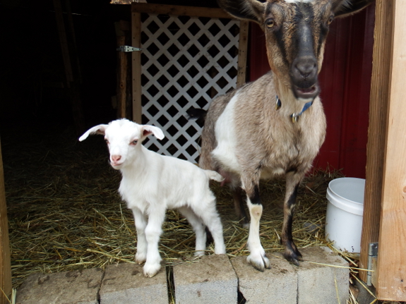 Goat and kid