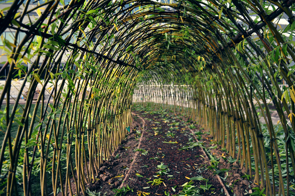 Living willow arch