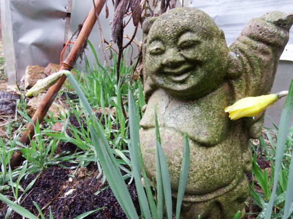 Daffodil buddha