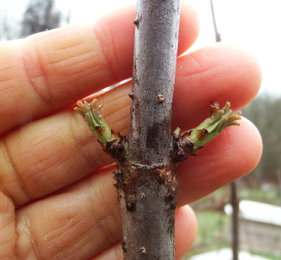 New elderberry leaves