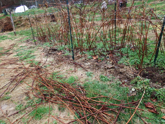 Pruning raspberries