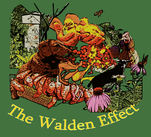 Walden Effect T-shirt