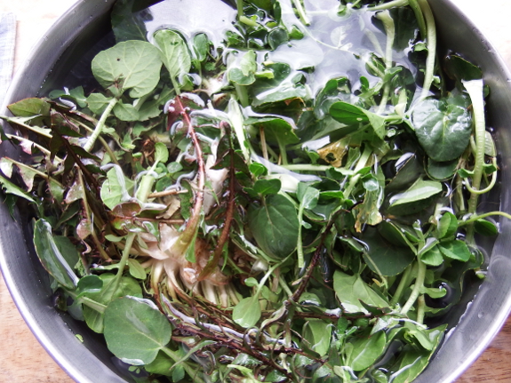 Washing foraged greens