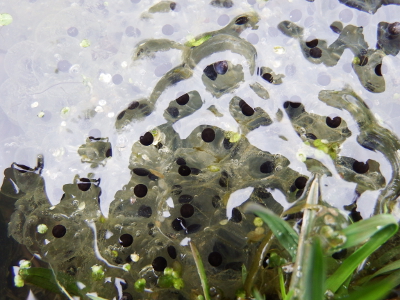 Wood frog eggs