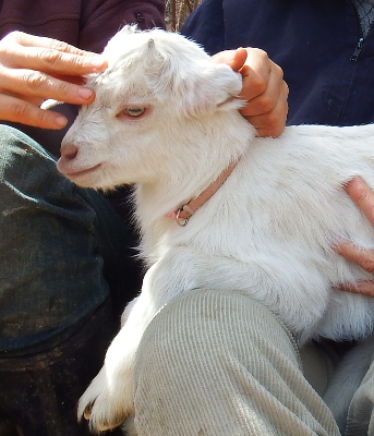 Baby goat horns