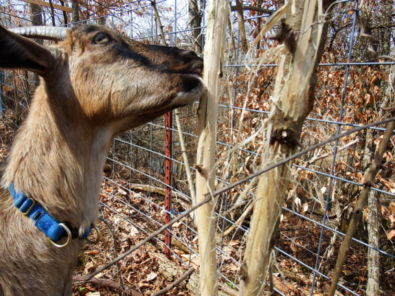 Goat eating bark