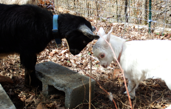 Goat head butt