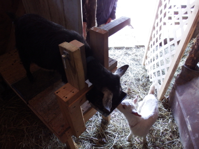 Milking stanchion