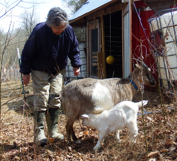 Nursing goat