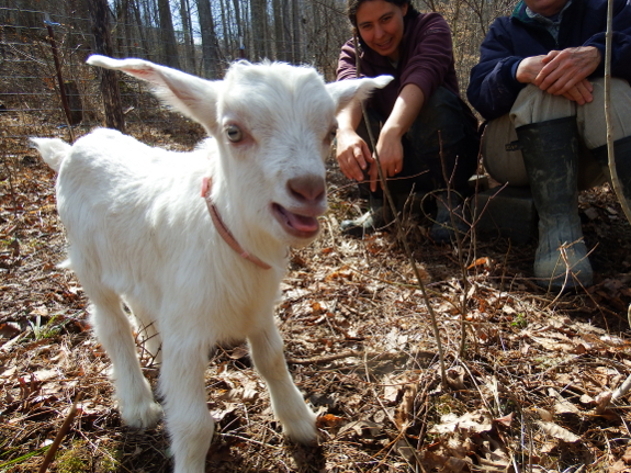 Talking goat kid